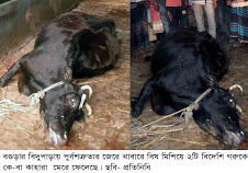 বগুড়ার বিদুপাড়ায় শত্র“তা  জেরের বলি হলো ২টি গরু