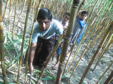 নিজ প্রযুক্তিতে গ্যান্ডারী চাষে সফল জিয়াঃ
