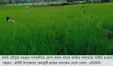 গাবতলীতে রোপা আমন ধানের কাঙ্কিত লক্ষ্যমাত্রা অর্জিত হওয়ার সম্ভবনা