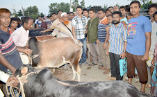 বগুড়া সদরের পল্লীমঙ্গল কোরবানী পশু হাট জমে উঠেছে