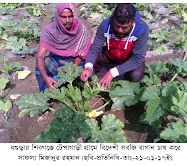 বগুড়া শিবগঞ্জে  বিদেশী সবজি  বাগান চাষ করে সাফল্য  কৃষক মিজানুর রহমান