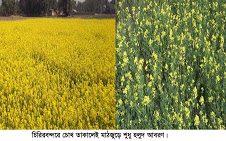 চিরিরবন্দরে মাঠজুড়ে হলুদ আবরণ