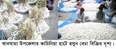 খানসামায় রসুনের বাম্পার ফলন বেচা বিক্রিতে খ্যাতি কাচিনিয়া হাট