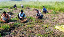 চিরিরবন্দরে বৃষ্টিপাতের কারণে রসুন নিয়ে বিপাকে চাষিরা