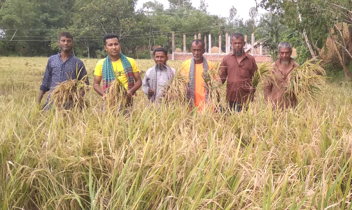 শিবগঞ্জে গরীব কৃষকের ধান কেটে দিলেন কৃষকলীগের নেতৃবৃন্দ