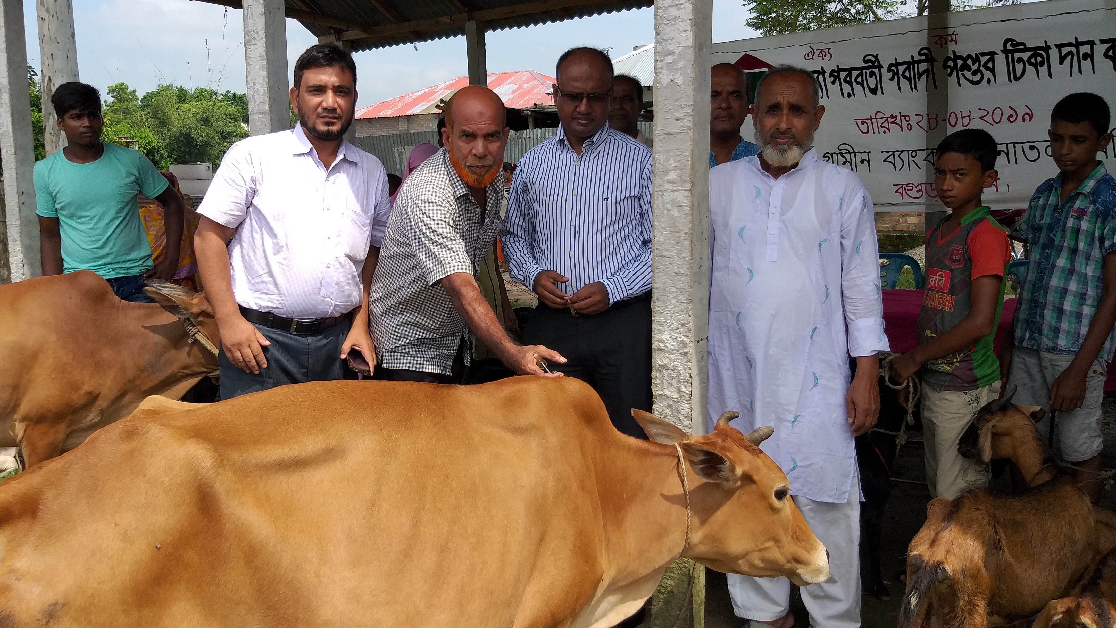 সোনাতলায় গ্রামীন ব্যাংক এর উদ্দ্যেগে বন্যা পরবর্তী গবাদী পশুর টিকা দান কর্মসূচী উদ্বোধন