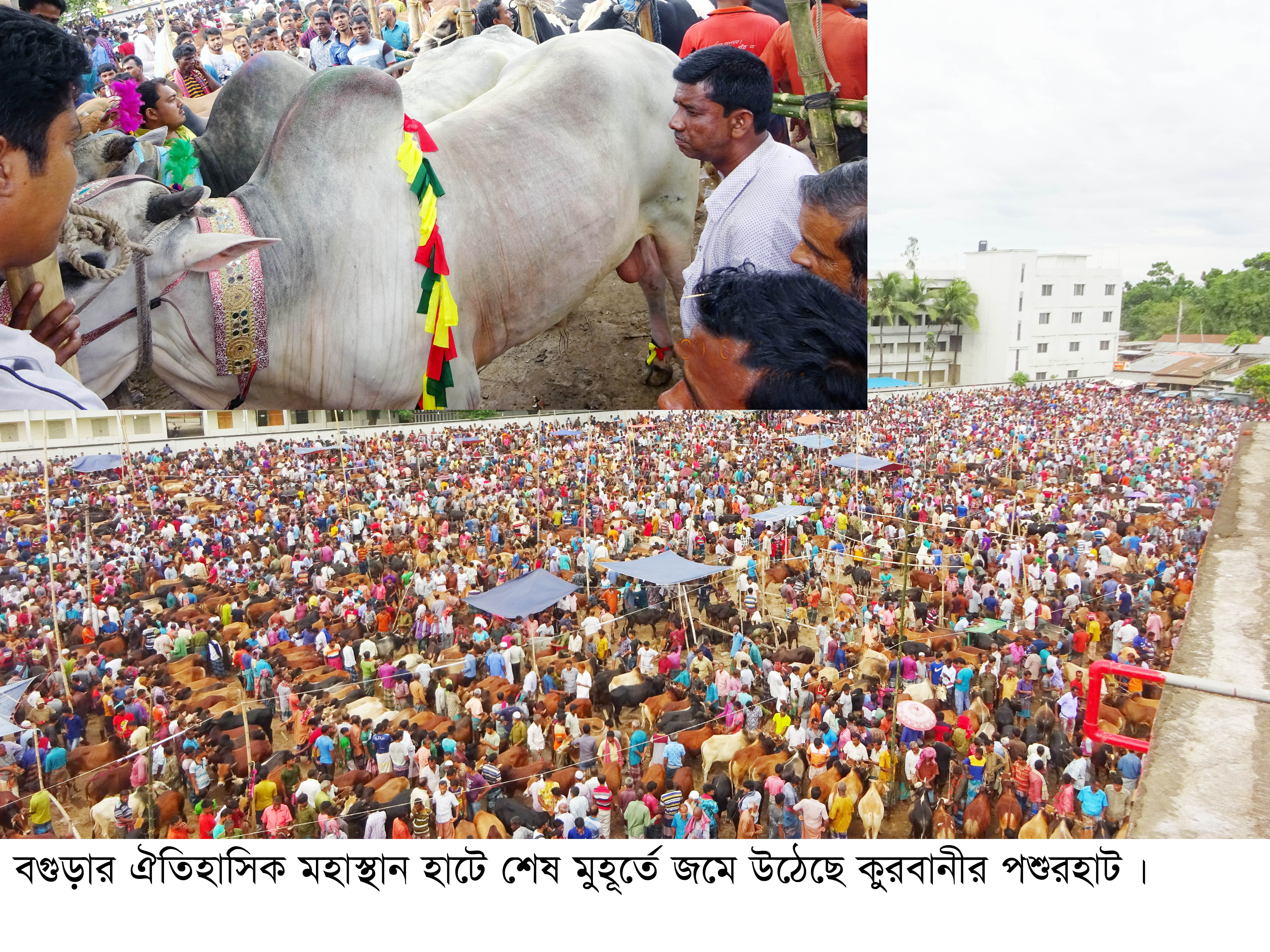 মহাস্থানে শেষ মুহূর্তে জমে উঠেছে কুরবানী পশুর হাট