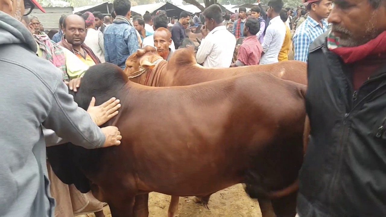 মহাদেবপুরে পশু হাটে অতিরিক্ত টোল আদায়