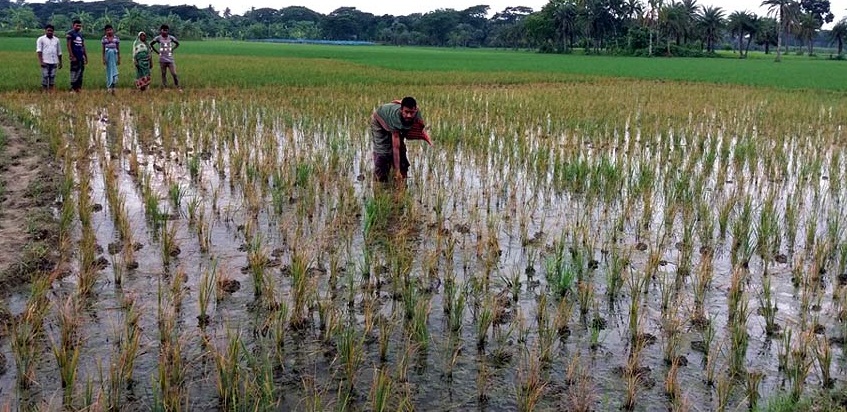 কলারোয়ায় ঘাস মারা বিষ দিয়ে ৩৪ শতক জমির ধান ক্ষেত নষ্ট করার অভিযোগ