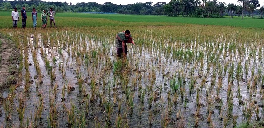 কলারোয়ায় ঘাস মারা বিষ দিয়ে ৩৪ শতক জমির ধান ক্ষেত নষ্ট করার অভিযোগ