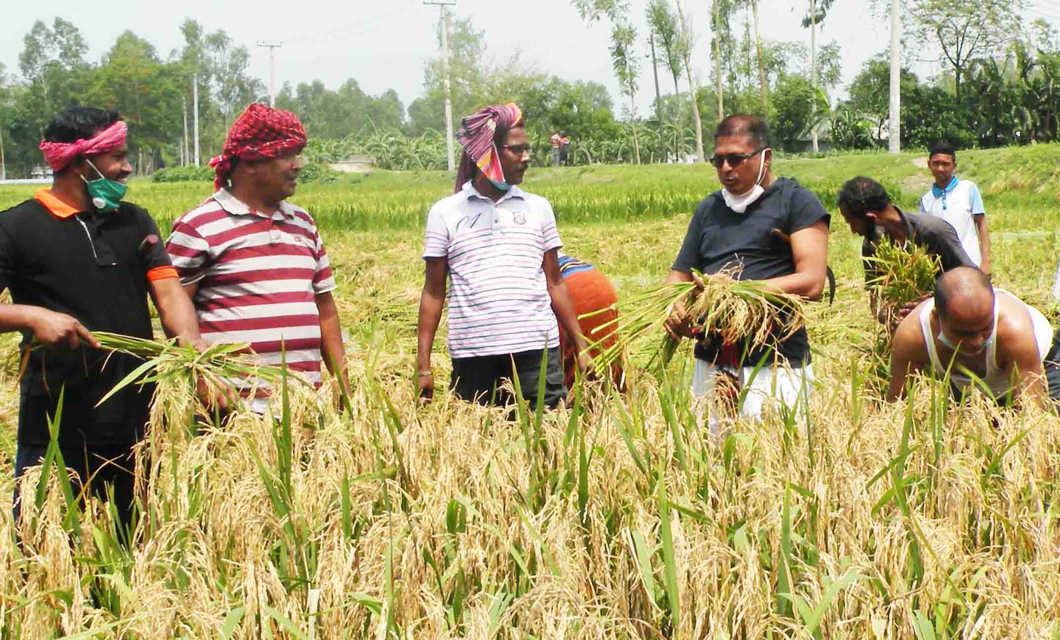 বগুড়ায় পানিতে নেমে প্রকৃত কৃষকের মতোই ২ বিঘা জমির ধান কেটে দিলেন কৃষক লীগ