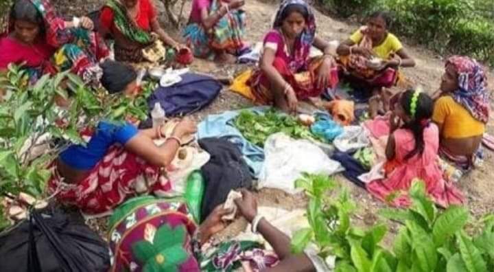 কমলগঞ্জে চা শ্রমিকদের এককালীন অনুদানের তালিকায় ব্যাপক নয়, ছয়  এর অভিযোগ