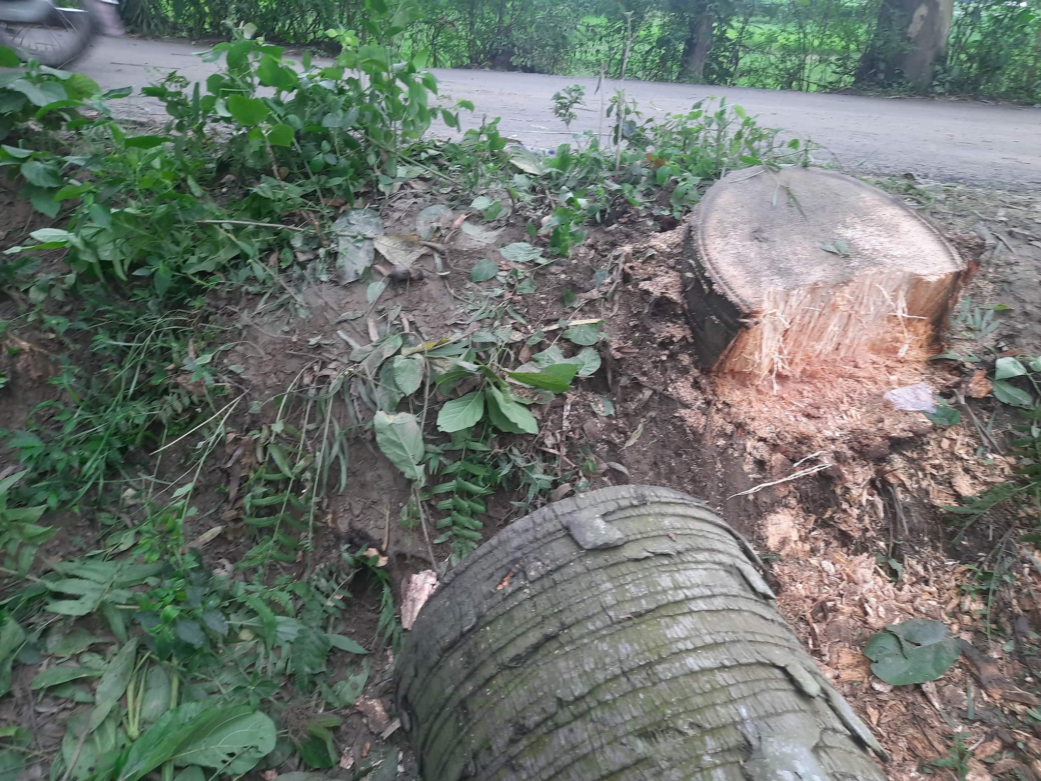 সোনাতলায় দিন-দুপুরে রাস্তা থেকে গাছ কর্তন